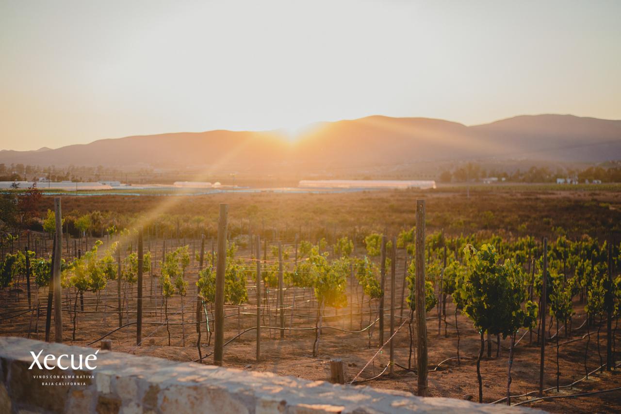Vinos Xecue Hotell Ensenada Eksteriør bilde